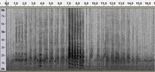 SpektrogramAnasPlatyrhynchosSamicaSamec.jpg