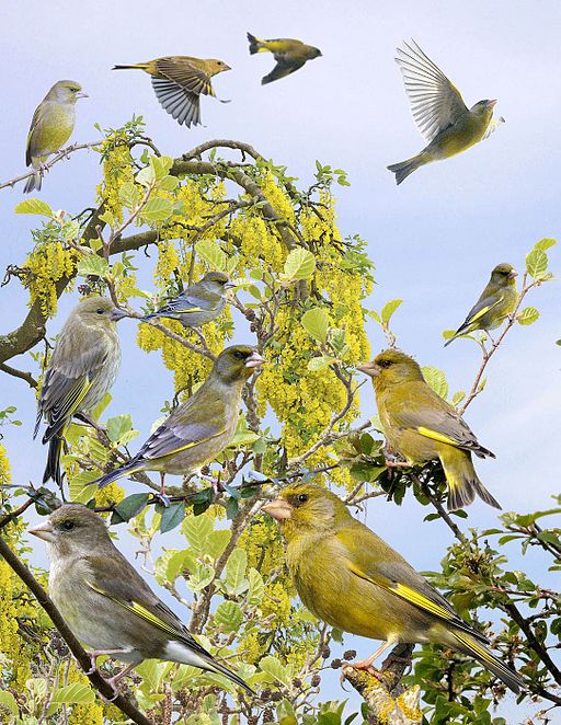 Greenfinch from the Crossley ID Guide Britain and Ireland.jpg