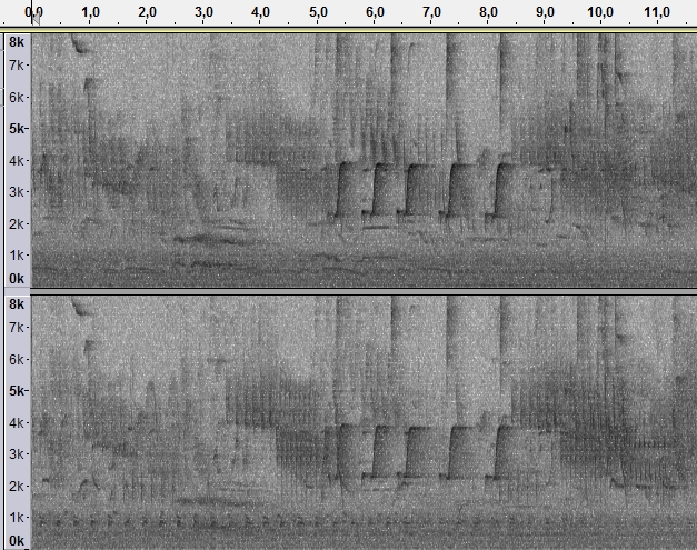 SpektrogramCygnusOlorPiskanieKridel.jpg