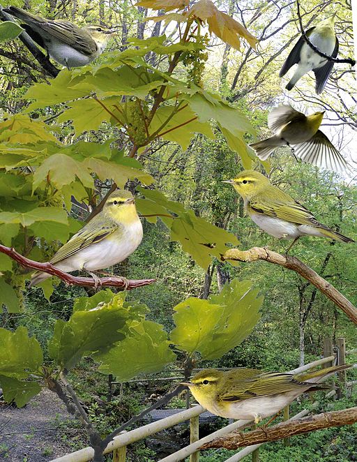 Wood Warbler from the Crossley ID Guide Britain and Ireland.jpg