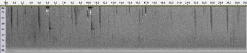 SpektrogramAegithalosCaudatus.jpg